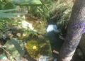 Basura contamina ríos y arroyos  de Ciudad Victoria