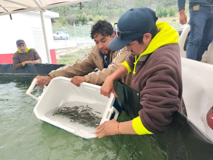 Siembran trucha de Michoacán en estanques de Miquihuana