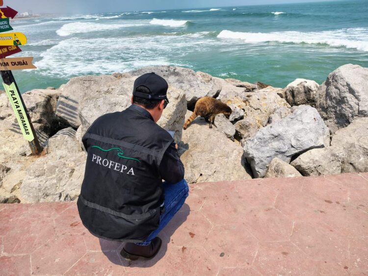 Piden proteger a fauna silvestre en las principales ciudades de Tamaulipas