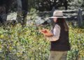 Crece en Tamaulipas el corredor biológico que sostiene la migración de la monarca