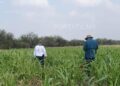 Fortalece Secretaría de Desarrollo Rural el Proyecto de Sorgo Blanco en Tamaulipas