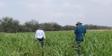 Fortalece Secretaría de Desarrollo Rural el Proyecto de Sorgo Blanco en Tamaulipas