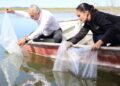 Siembran peces del Bienestar en presa de Jiménez, Tamaulipas