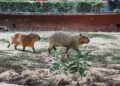 Retiran de exhibición a capibara del Tamatán tras muerte de ejemplar