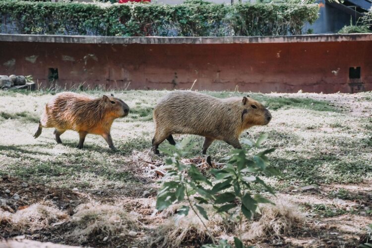 Retiran de exhibición a capibara del Tamatán tras muerte de ejemplar