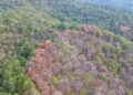 Amenaza plaga forestal a bosques de Tamaulipas
