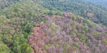 Amenaza plaga forestal a bosques de Tamaulipas