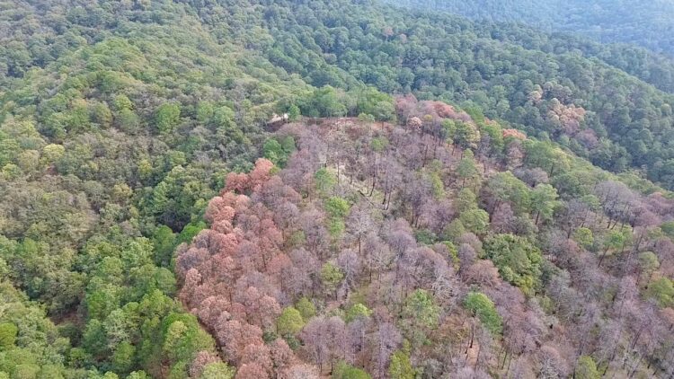 Amenaza plaga forestal a bosques de Tamaulipas