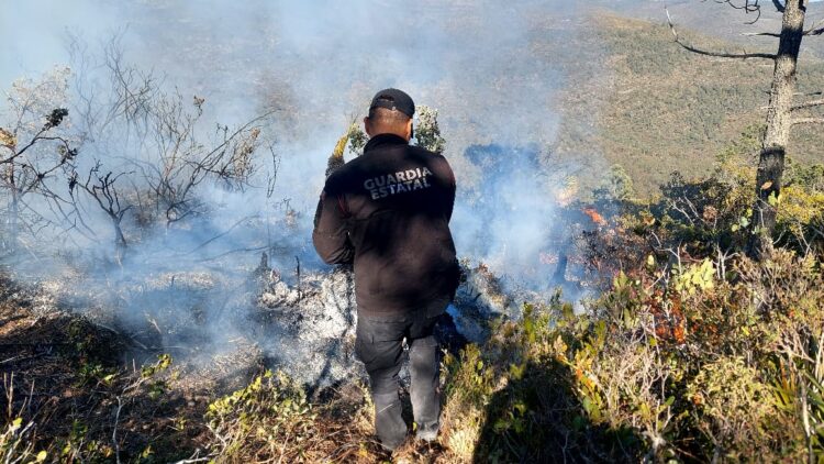 Surge otro incendio en área de la mariposa monarca en Miquihuana