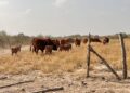 Urge Liga de Comunidades Agrarias a ganaderos a blindar hatos en Tamaulipas