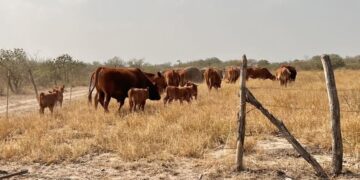 Urge Liga de Comunidades Agrarias a ganaderos a blindar hatos en Tamaulipas