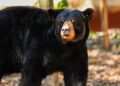 Preparan llegada de nuevas especies al Zoológico Tamatán desde EU
