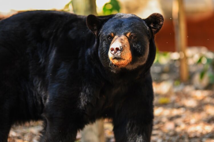 Preparan llegada de nuevas especies al Zoológico Tamatán desde EU