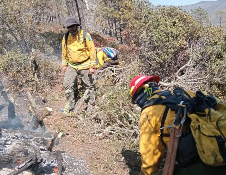 Tamaulipas ocupa tercer lugar nacional en incendios forestales: Conafor