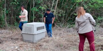 Profepa libera animales en El Cielo