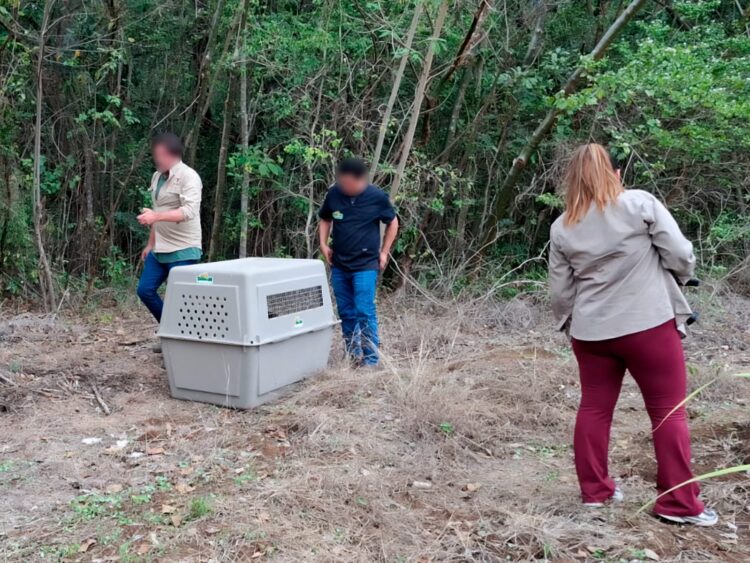 Profepa libera animales en El Cielo