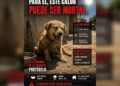 Alerta por calor extremo: advierten riesgo mortal para mascotas en Tamaulipas