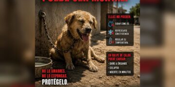 Alerta por calor extremo: advierten riesgo mortal para mascotas en Tamaulipas