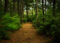 Pierde Tamaulipas millones por bajo uso forestal