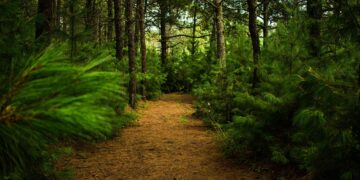 Pierde Tamaulipas millones por bajo uso forestal