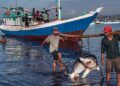 Termina la veda de tiburón y pescadores retoman la actividad en el Golfo