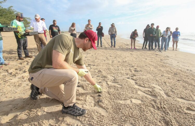 Tamaulipas refuerza protección de tortuga lora con cifras históricas