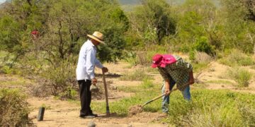 Reforestan 10 hectáreas frente a mil 608 devastadas por incendios forestales en Tamaulipas