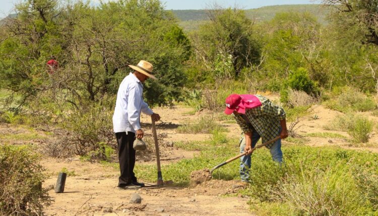 Reforestan 10 hectáreas frente a mil 608 devastadas por incendios forestales en Tamaulipas