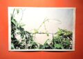 Inaugura Jorge Fuentes García “Indómitas”, una mirada a la naturaleza que resiste al borde del camino