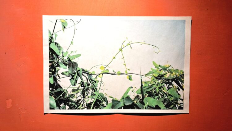 Inaugura Jorge Fuentes García “Indómitas”, una mirada a la naturaleza que resiste al borde del camino