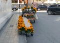 Venta de cempasúchil pasa casi desapercibida en el centro de Ciudad Victoria